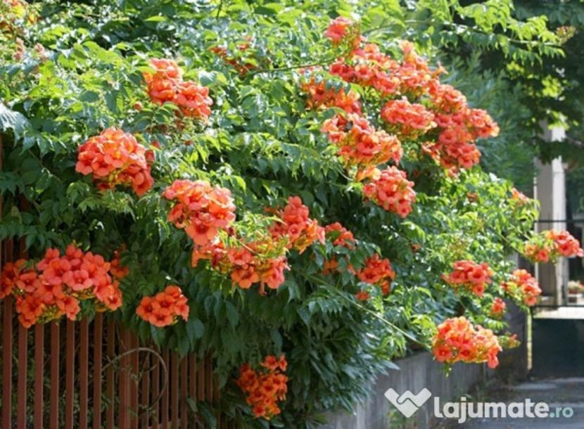 campsis-radicans-luleaua-turcului-trambita_1 - luleaua turcului portocalie