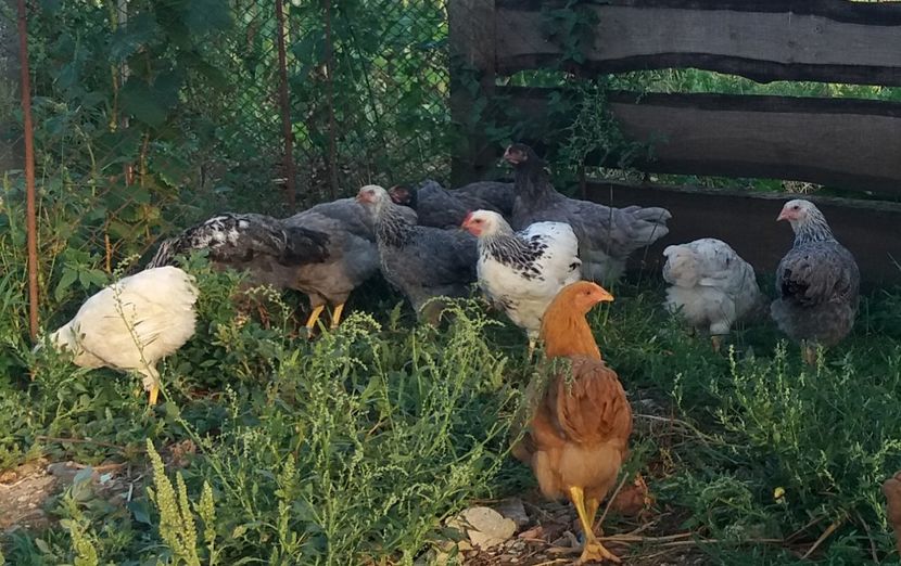  - Pui Plymouth 2018 - 2021