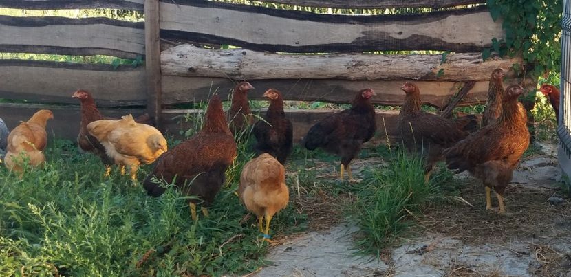  - Pui Plymouth 2018 - 2021