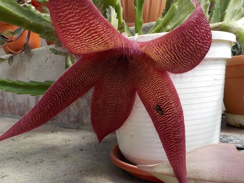  - Genul Stapeliade