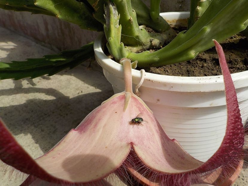  - Flori si insecte