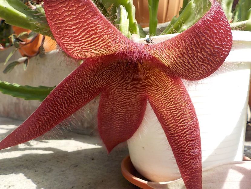  - Genul Stapeliade