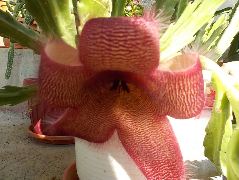  - Genul Stapeliade