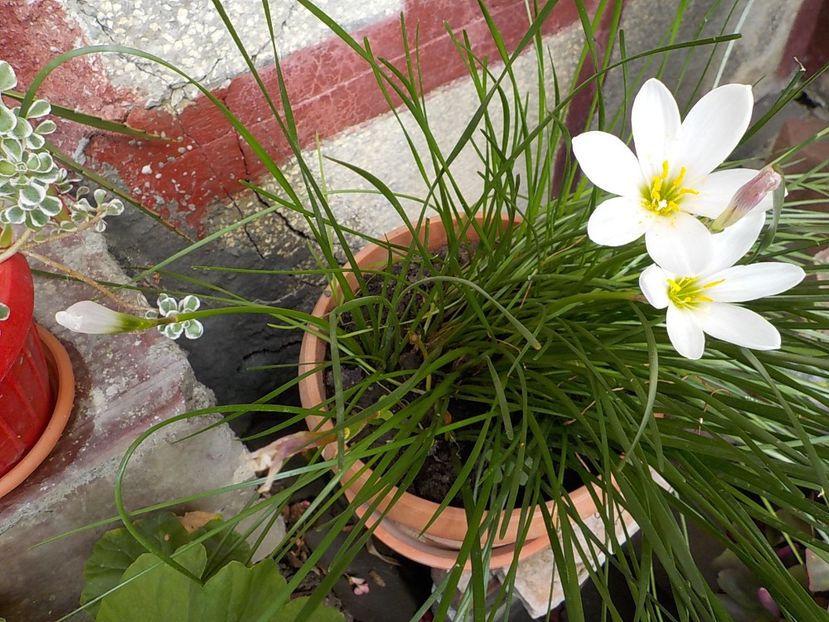  - zephiranthes