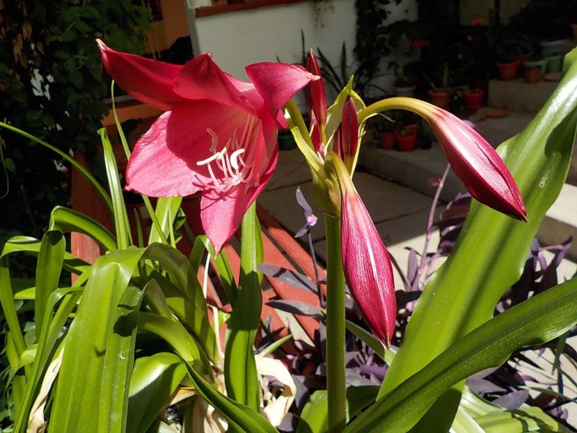  - crinum powelii bosanquet