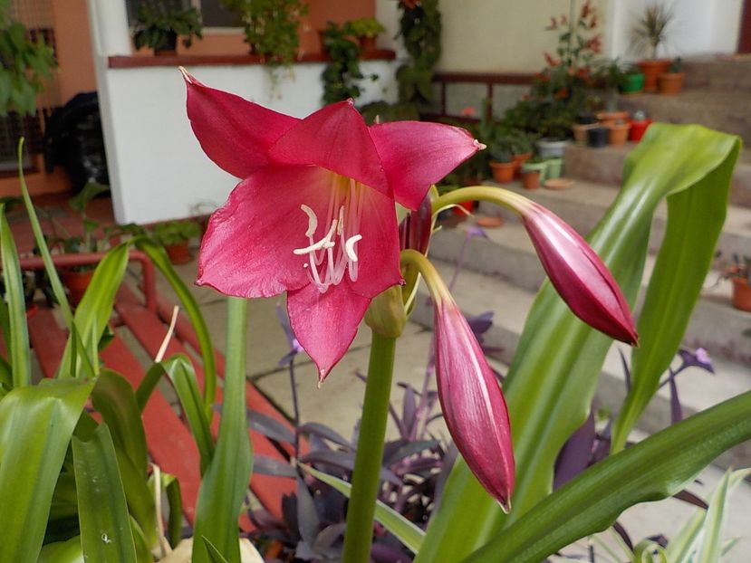  - crinum powelii bosanquet