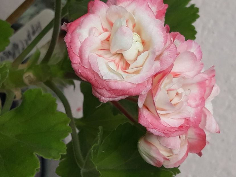  - Appleblossum fishers