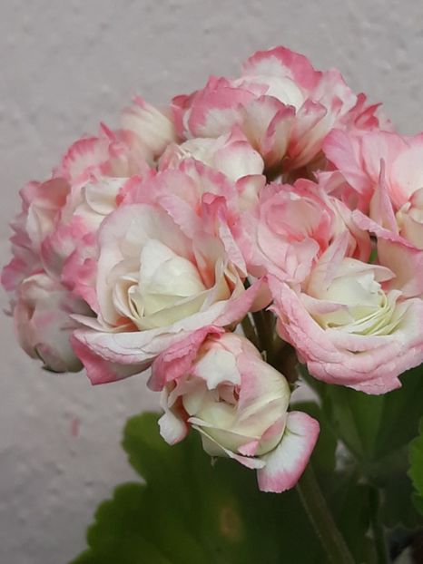  - Appleblossum fishers