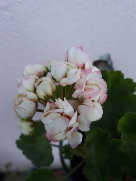  - Appleblossum fishers