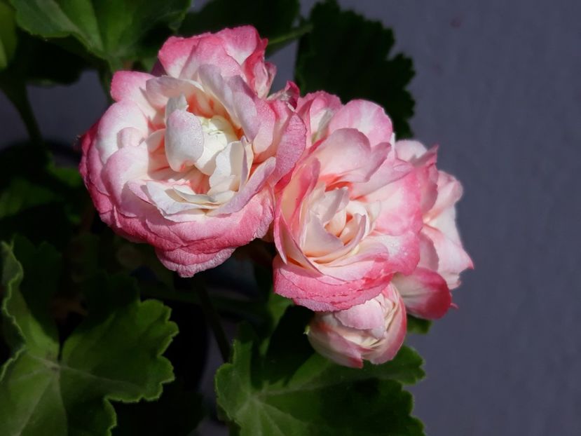  - Appleblossum fishers