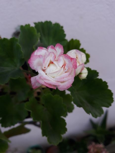  - Appleblossum fishers