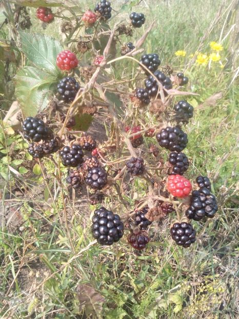  - MURE SALBATICA IN GRADINA