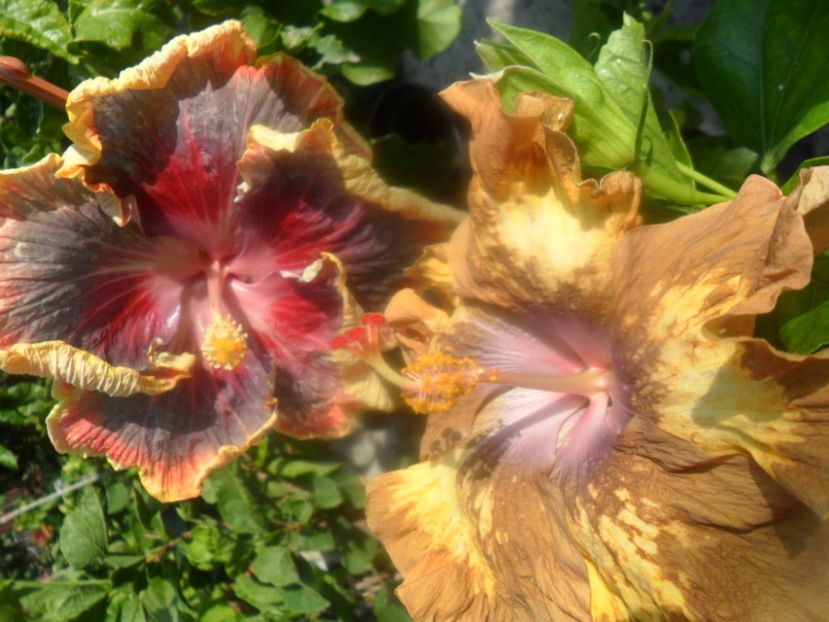  - Hibiscusi 2018 6