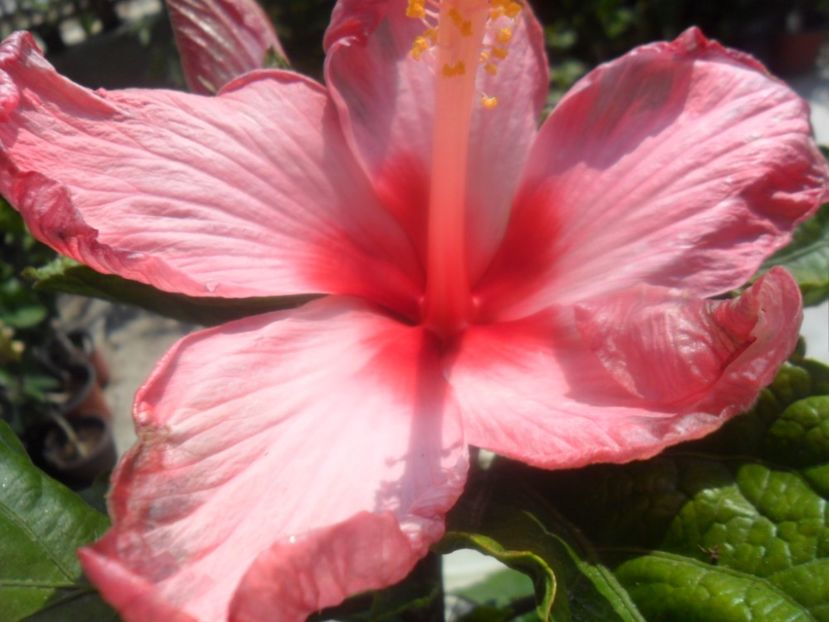 prima floare - Ro v 4