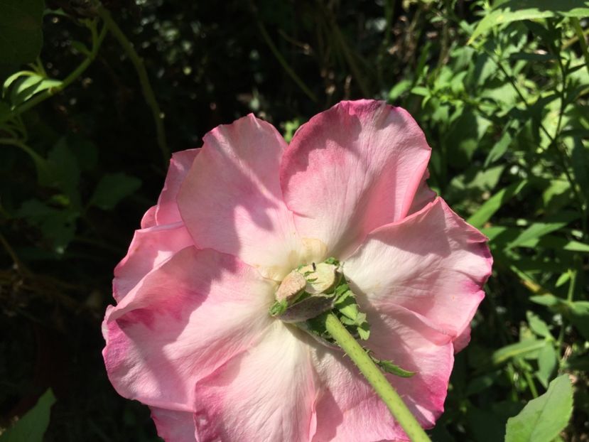 BD1975A2-4218-4EC2-AEC7-DDCABB85893C - Trandafiri 2018 III