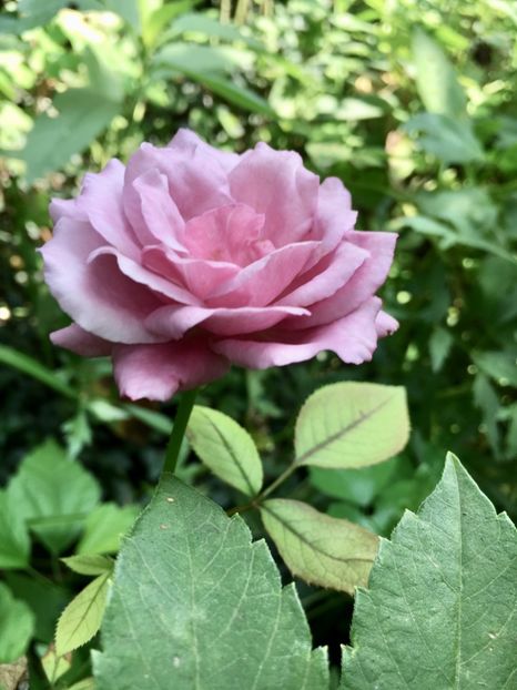 CC29FF47-4D78-463A-BC6E-16A379EF385E - Trandafiri 2018 III