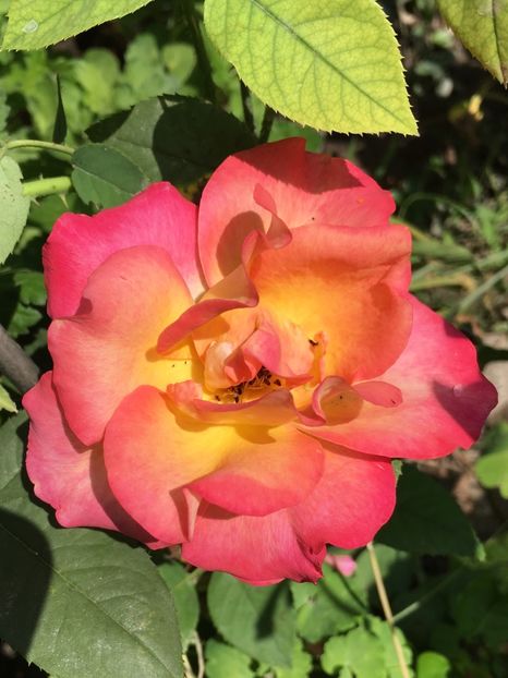 ali ka - Trandafiri 2018 III