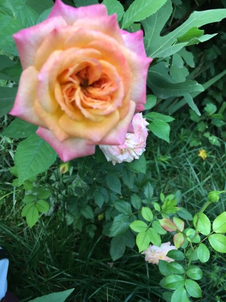 0BD51B95-BF91-494F-8DB0-3D2FBE1EF18F - Trandafiri 2018 III