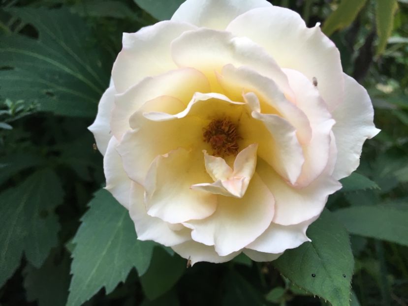 jalitah - Trandafiri 2018 III