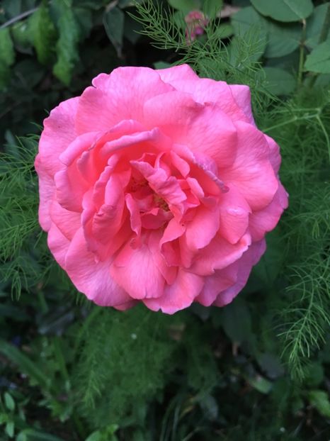 parade - Trandafiri 2018 III