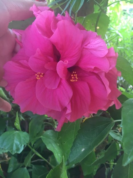 421D5EA0-659E-4AB8-8B08-2054FA123115 - Trandafiri 2018 III