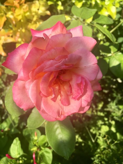 21F1EC3C-34C4-4ACA-9E9F-D08DF6DC06D5 - Trandafiri 2018 III