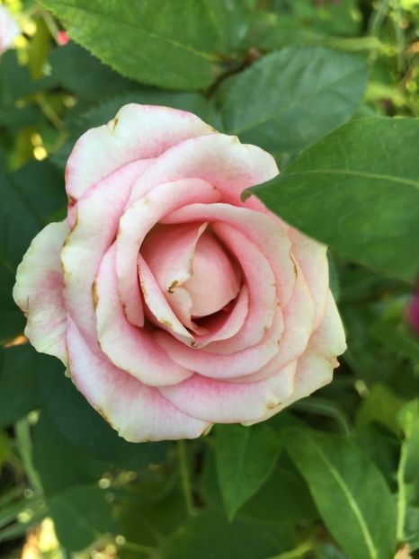 21C4D03C-9913-4858-A4B3-86247633B1C7 - Trandafiri 2018 III