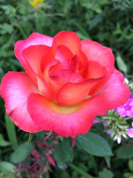 CBBCD0D2-6533-408D-8324-5E45977F5AFA - Trandafiri 2018 III