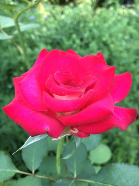 Osiria - Trandafiri 2018 III