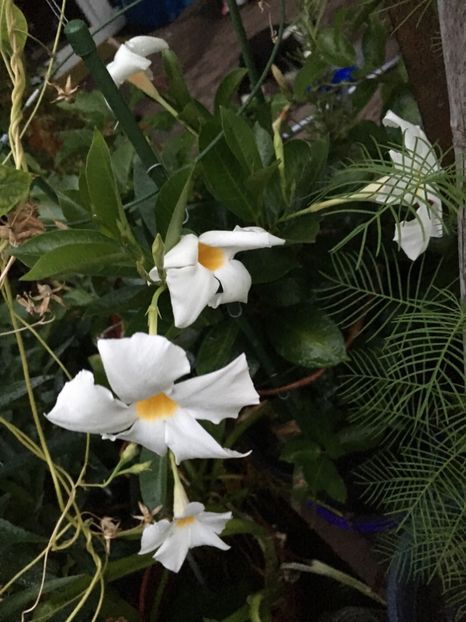 EBA604AC-9B31-4818-83F8-0C27692ED60F - Mandeville 2018