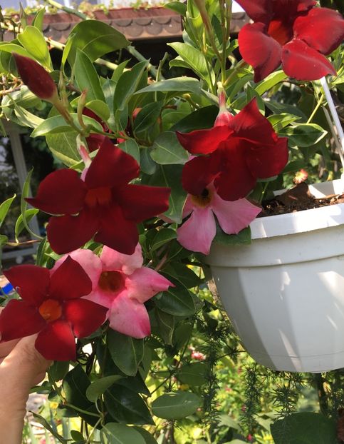 01B8A89B-6B6E-4FA2-AA02-5FAA2755D305 - Mandeville 2018