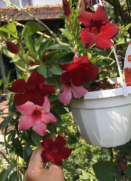 F6D53475-CD6F-4FEF-9169-F004B7E213E3 - Mandeville 2018