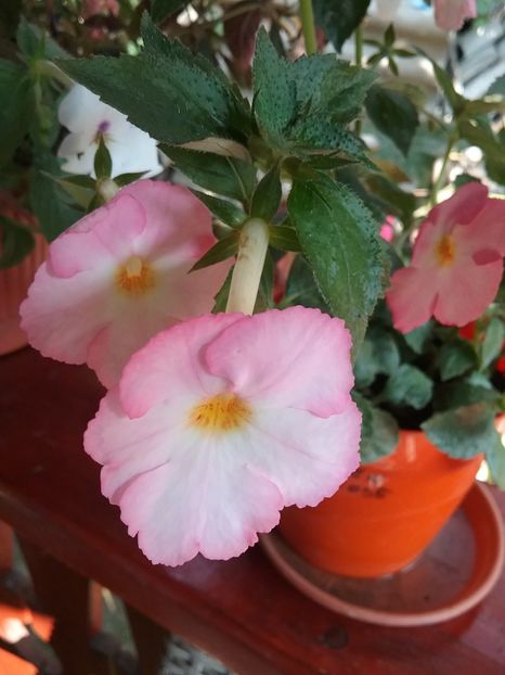  - Vie en Rose