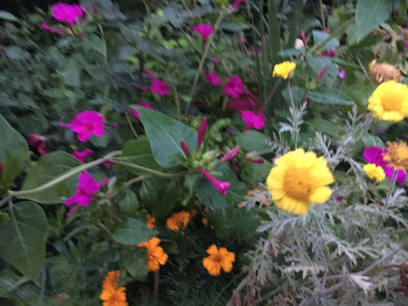 ABADC47F-E23B-4DCF-A0FE-FACB120F1B95 - Flori de vara 2018