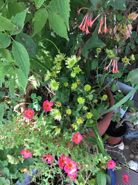 F22C7C21-326D-4143-B952-783C5750EBFE - Flori de vara 2018