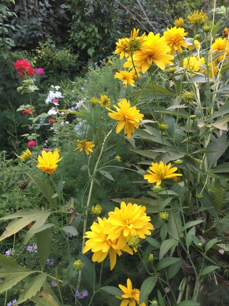 6DE845B1-3DA9-4073-ACED-1B4F1FD4C7CF - Flori de vara 2018