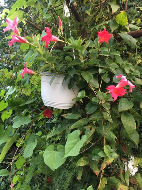 1038AC74-F3F4-4E4E-B1DE-39F7FDE72E44 - Mandeville 2018