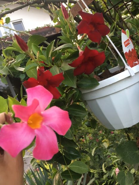 455E460D-29DF-45DD-8742-13F6E7114EFF - Mandeville 2018