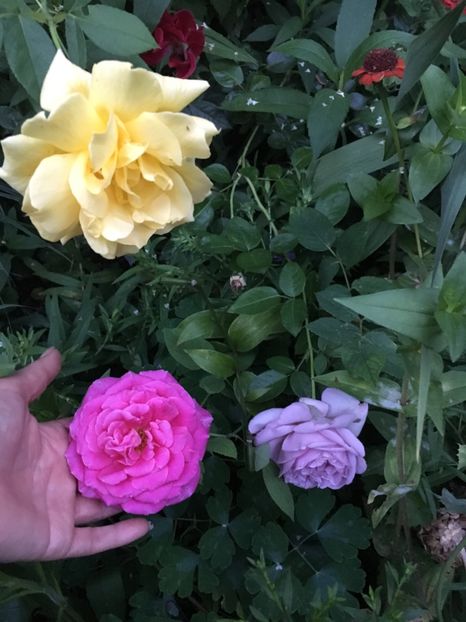 A5F0CFCB-6660-45FA-AC9F-7865A063DDA4 - Trandafiri 2018 III