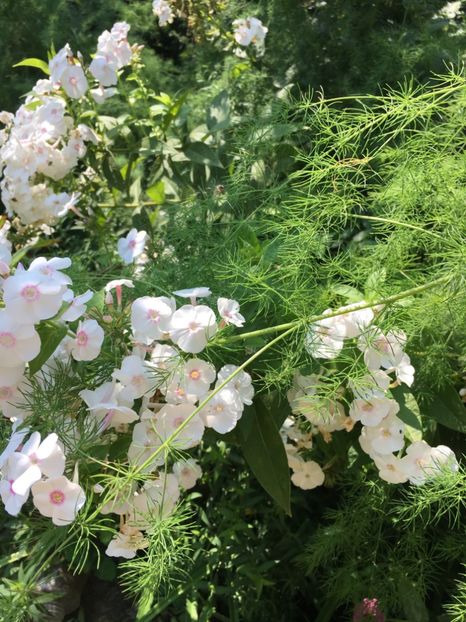 6C7191F0-8B46-4290-9FEF-23FF0C2994D2 - Flox 2018