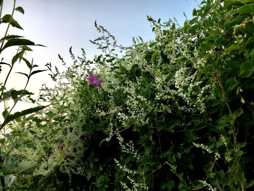 ACA0F444-6D93-4D5F-9C6C-D2288332A9D6 - Arbuști 2018