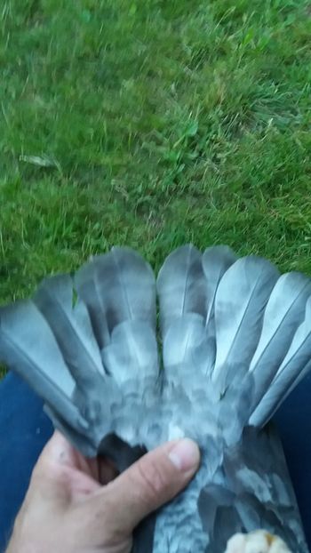  - culori rare la porumbei voiajori