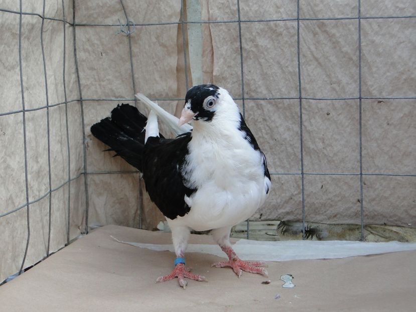 F 2018_06958 - porumbei care mi-au apartinut