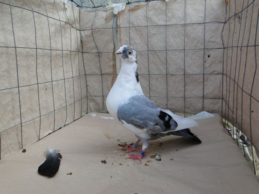 M 2018_06972 - porumbei care mi-au apartinut