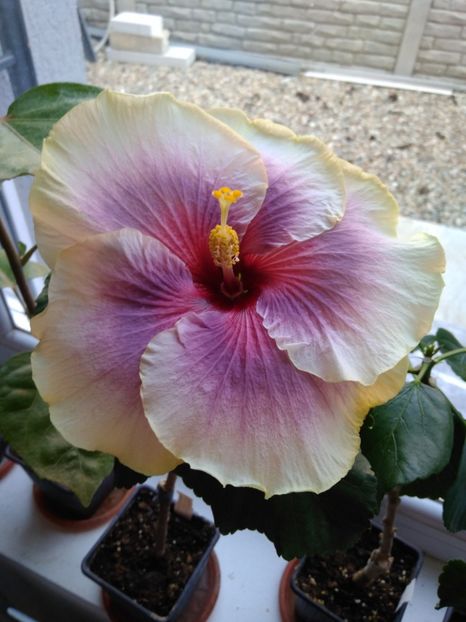 Tahitian Taui - HIBISCUS TROPICAL