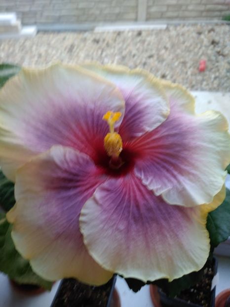  - HIBISCUS TROPICAL