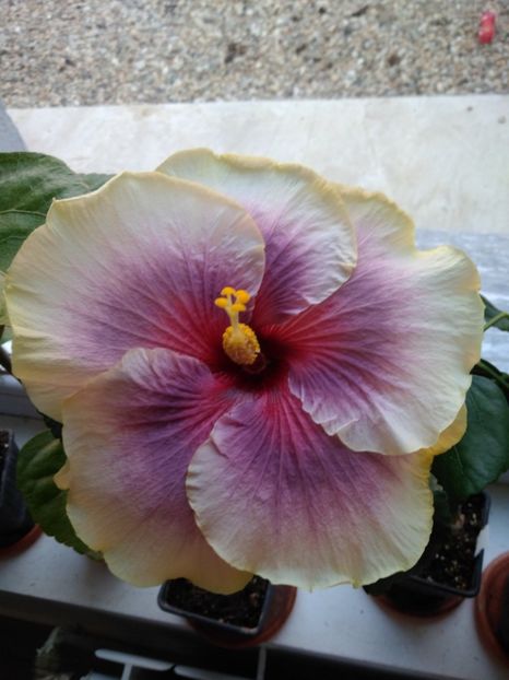  - HIBISCUS TROPICAL