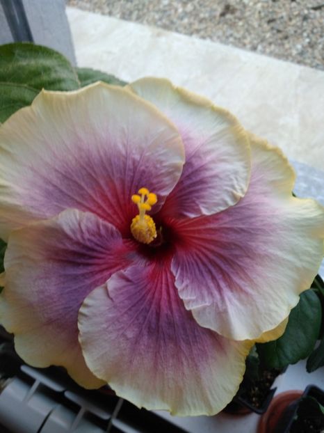  - HIBISCUS TROPICAL