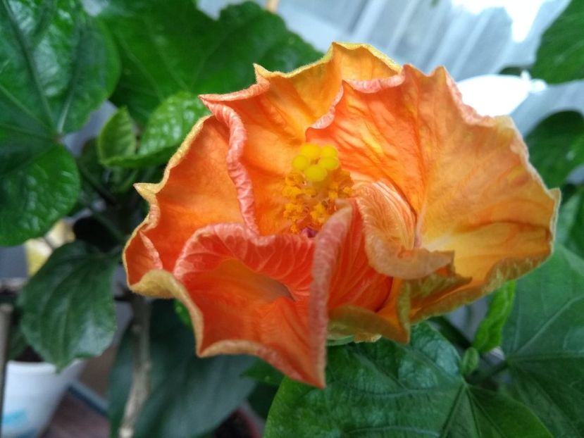  - Moorea Dancing Kevin