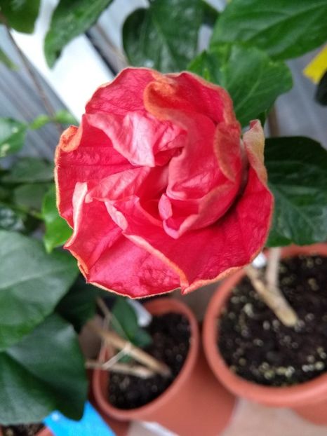  - Tahitian Star Queen Nebula